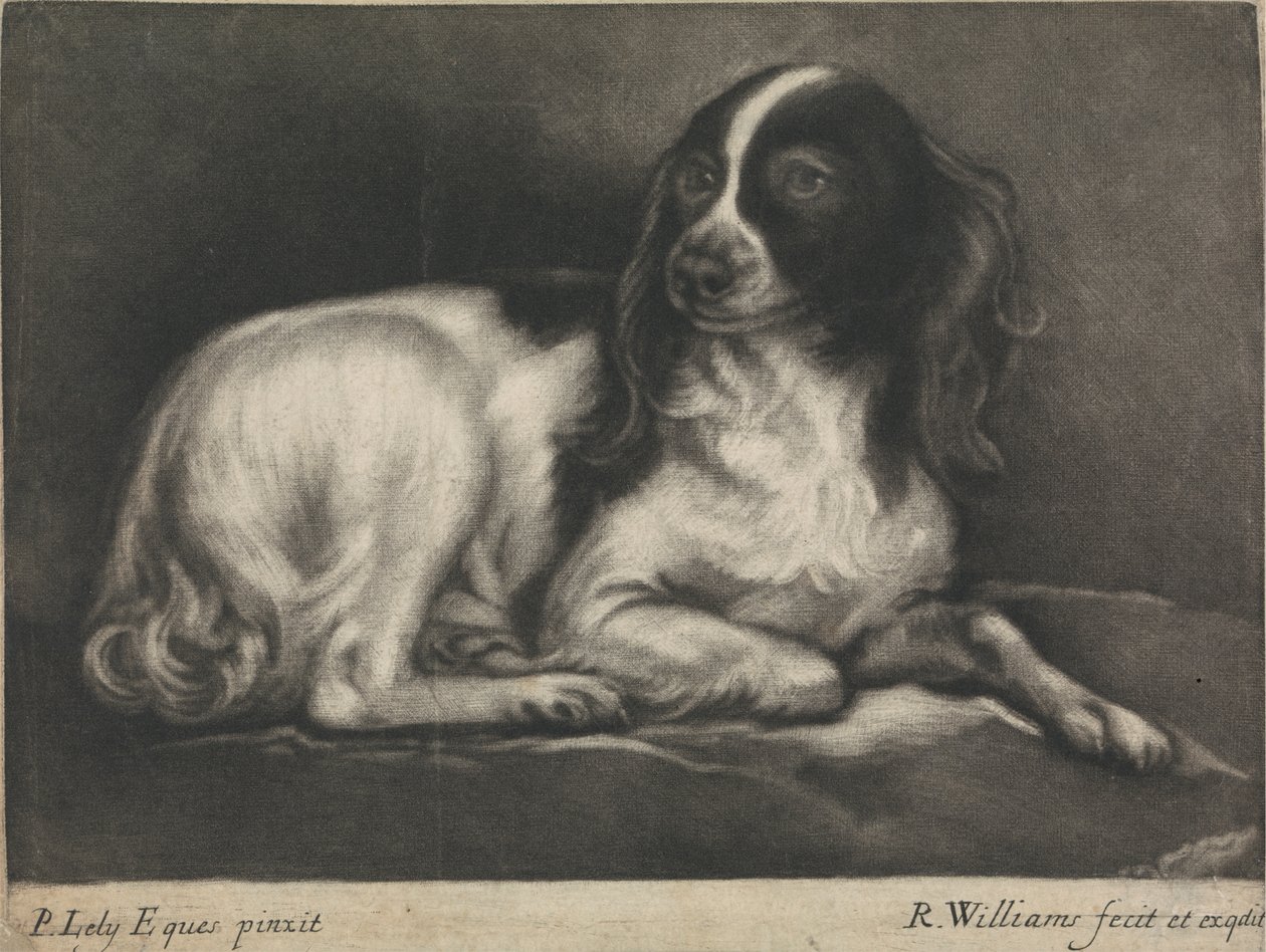 A Spaniel by Robert Williams