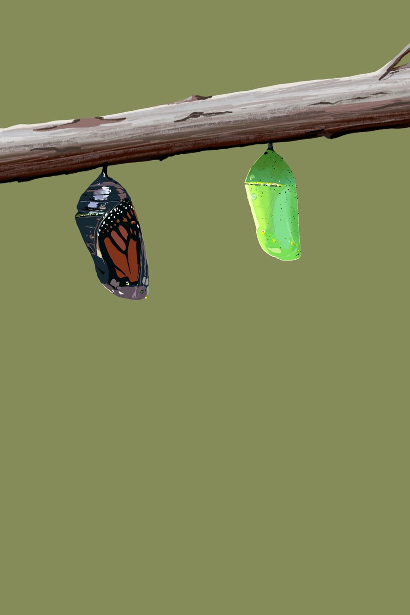 Monarch Cocoons by Roberta Murray