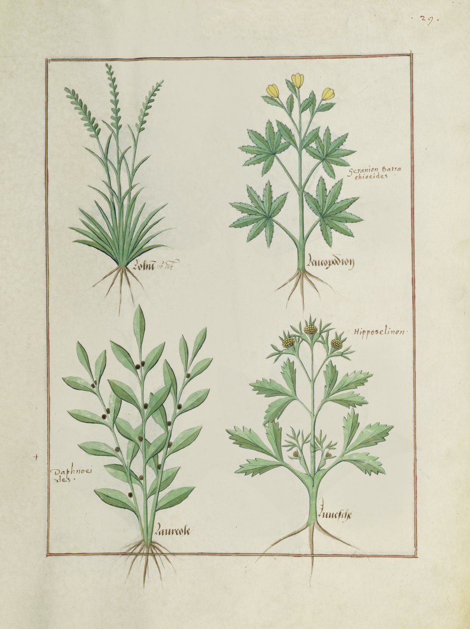 Top Row: Lolni and Geranium. Bottom Row: Daphnoides and Parsley, Illustration from The Book of Simple Medicines, by Matteaus Platearius (d.c.1161) c.1470 by Robinet Testard