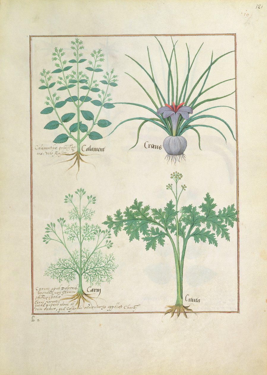 Calamint, Crocus, Carraway and Citusa, illustration from The Book of Simple Medicines by Mattheaus Platearius by Robinet Testard