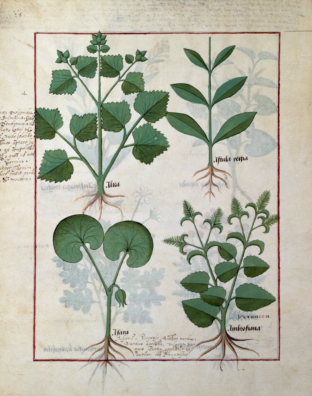 Marshmallow and Hastula Regia. Bottom Row: Asarabacca and Speedwell, Illustration from The Simple Book of Medicines by Matteaus Platearius by Robinet Testard