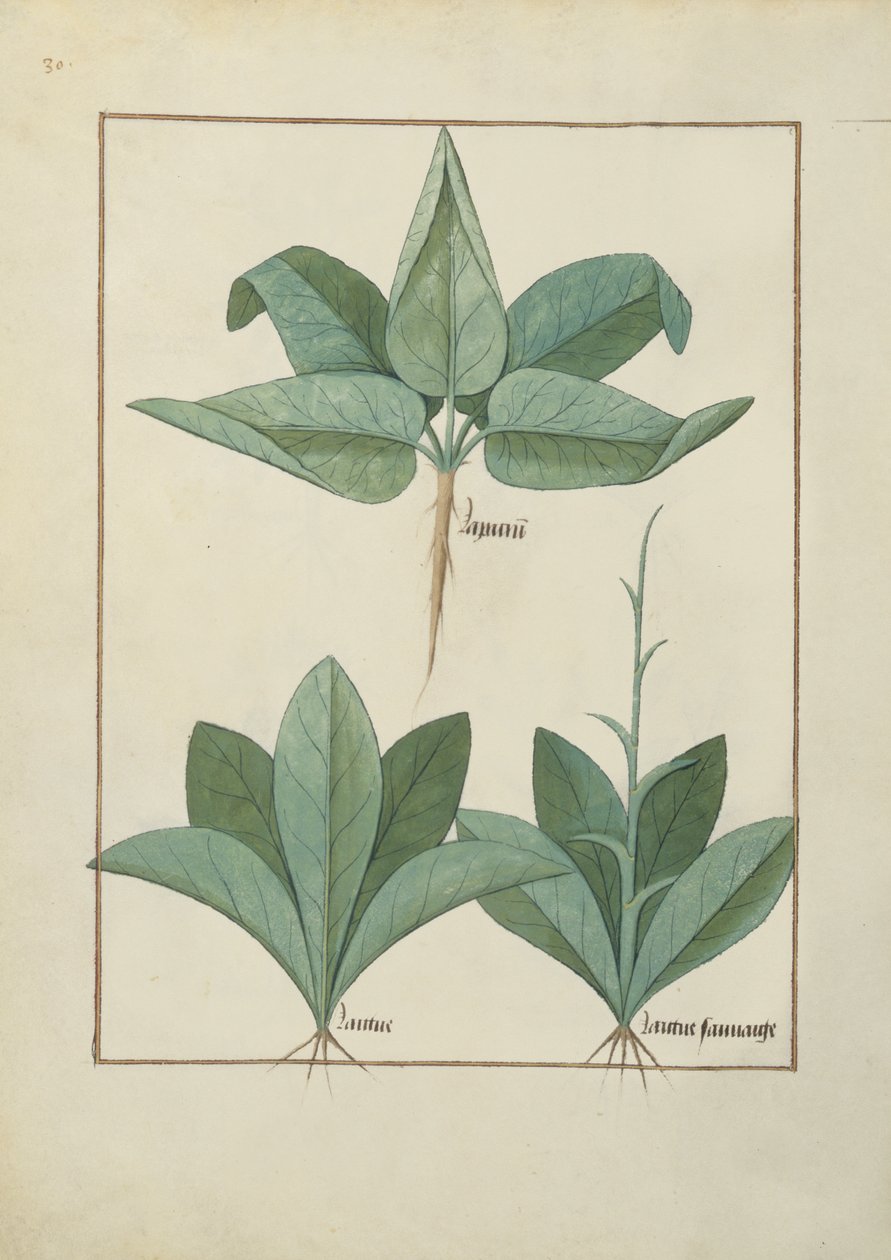 Illustration from the Book of Simple Medicines by Mattheaus Platearius by Robinet Testard