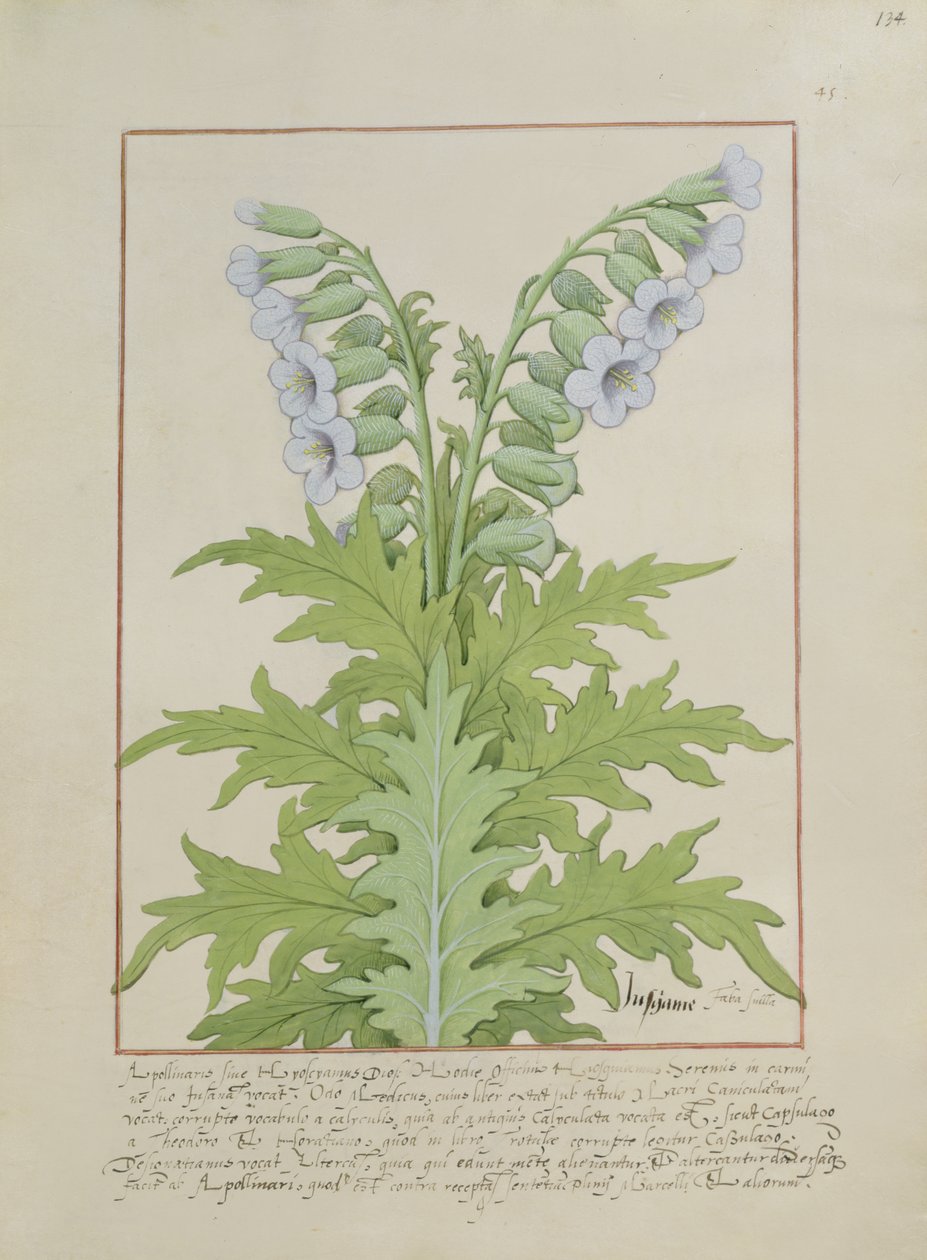 Illustration from The Book of Simple Medicines by Mattheaus Platearius by Robinet Testard