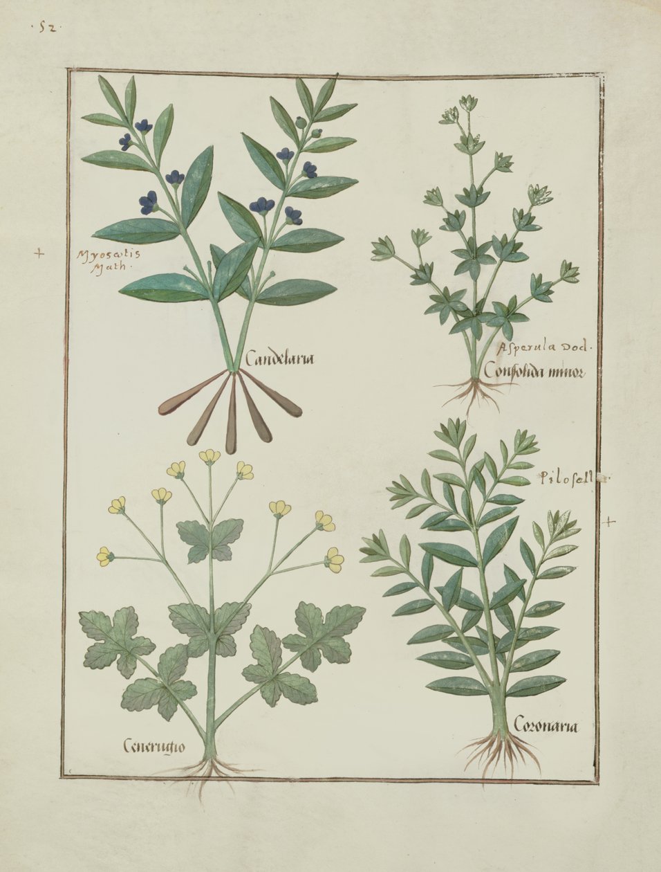 Illustration from the Book of Simple Medicines by Mattheaus Platearius by Robinet Testard