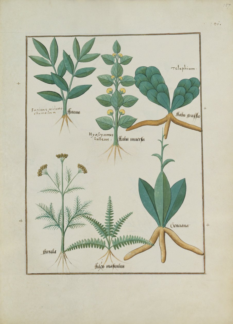 Ferns and Shrubs, Illustration from the Book of Simple Medicines by Mattheaus Platearius by Robinet Testard