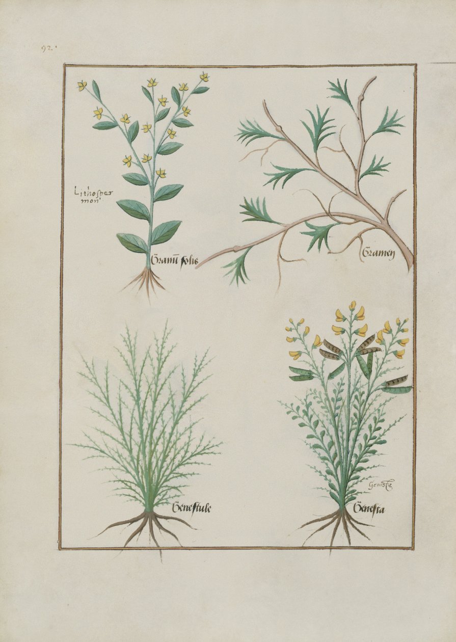 Illustration from the Book of Simple Medicines by Mattheaus Platearius by Robinet Testard