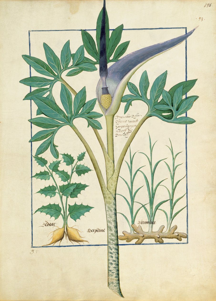 Orchid, Illustration from the Book of Simple Medicines by Mattheaus Platearius by Robinet Testard