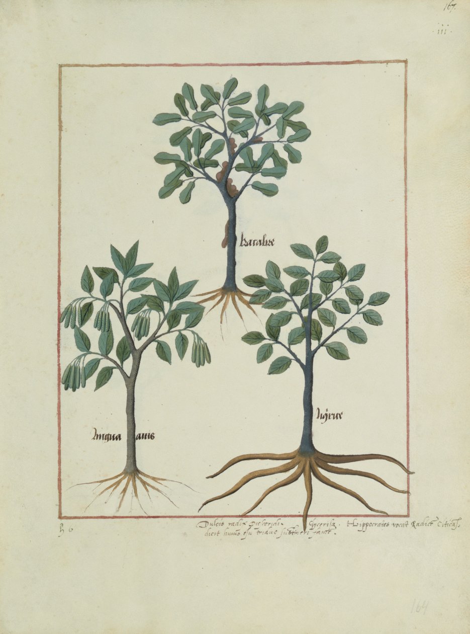 Illustration from the Book of Simple Medicines by Mattheaus Platearius by Robinet Testard