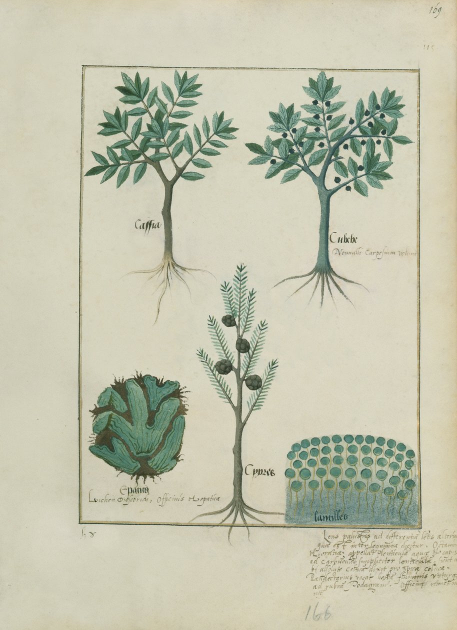 Illustration from the Book of Simple Medicines by Mattheaus Platearius by Robinet Testard