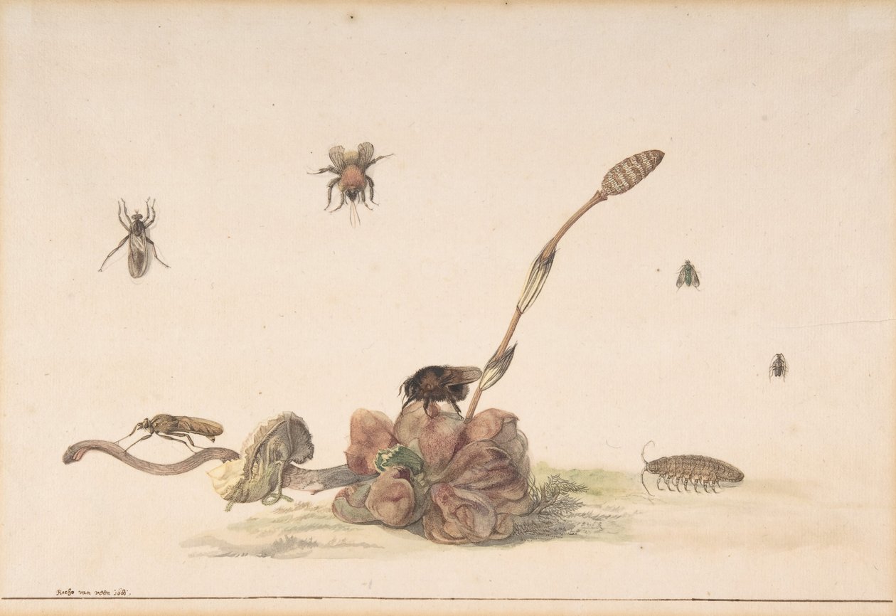 Various Insects by a Fungus, 1681 by Rochus van Veen