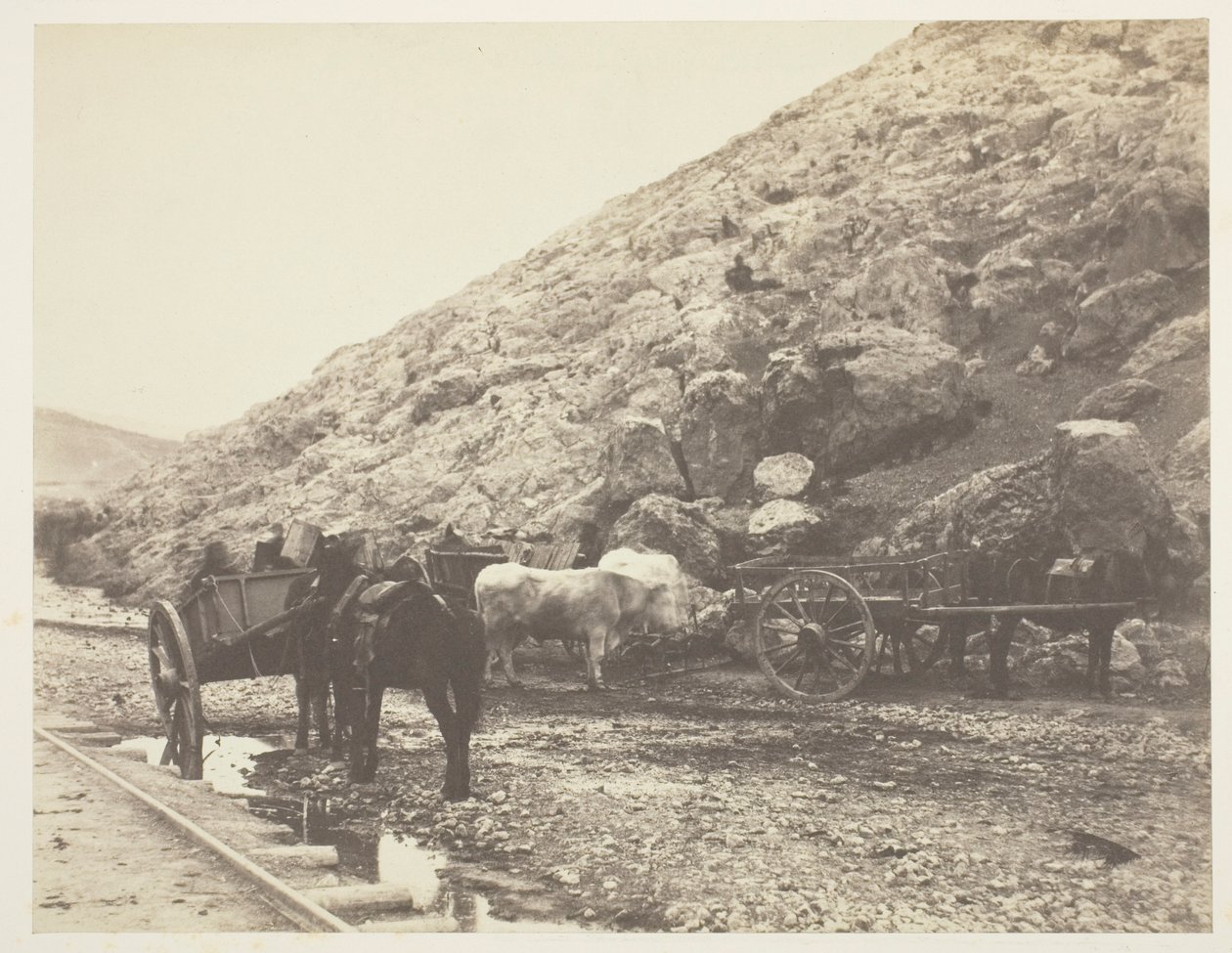 Cattle and Carts, Leaving Balaklava by Roger Fenton