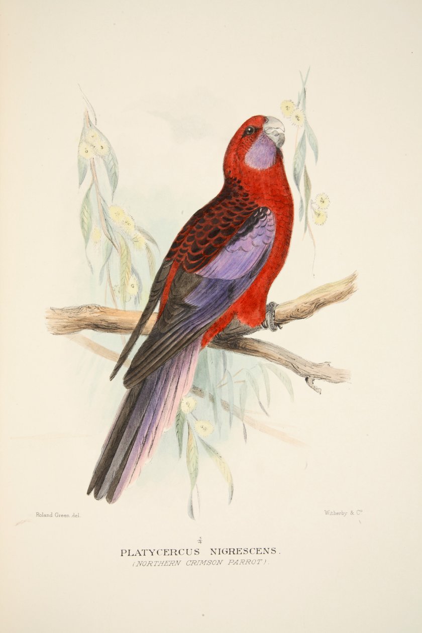 Northern Crimson Parrot, 1916 (hand coloured engraving) by Roland Green