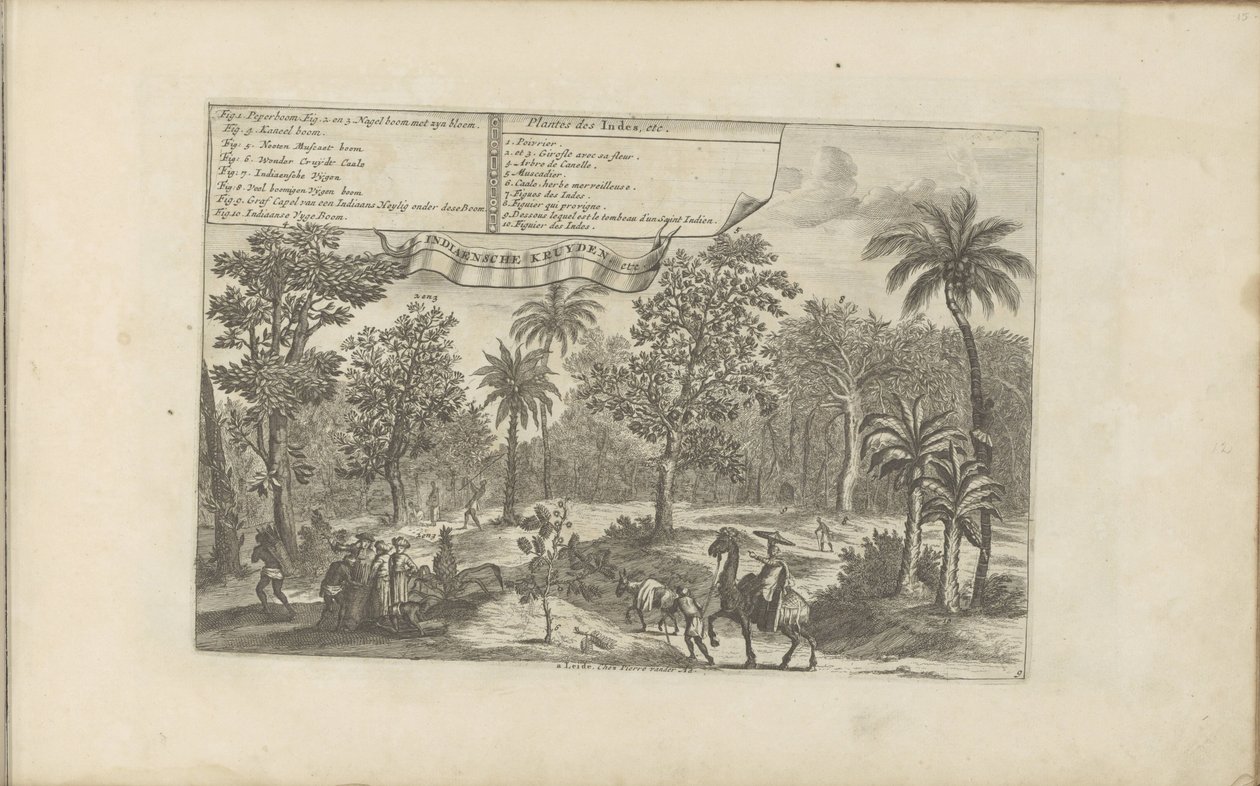 Trees and Spices by Romeyn de Hooghe