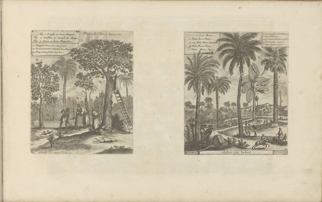 Landscapes with Mango Trees, Coconut Trees, and Palm Trees by Romeyn de Hooghe