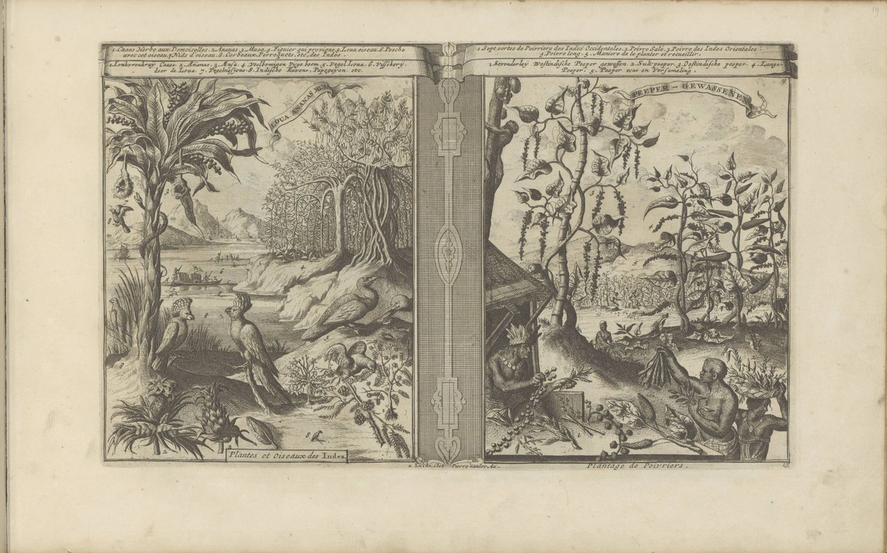 Plants, birds, and pepper fields (The East and West Indies and other places) by Romeyn de Hooghe