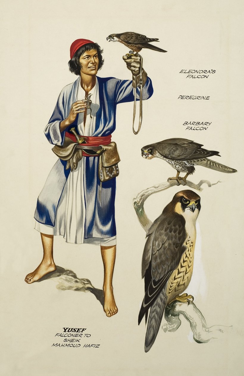 Yusef, Falconer to Sheik Mahmoud Hafiz by Ron Embleton