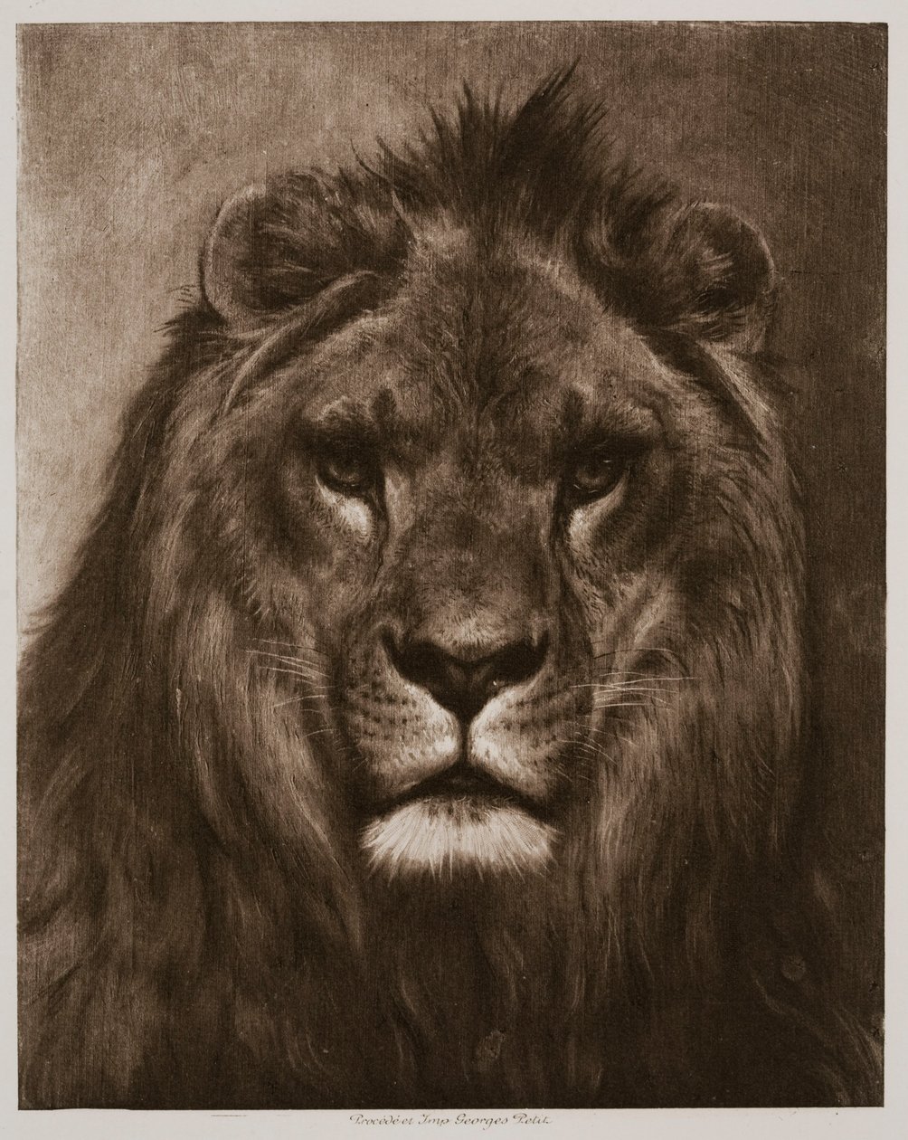 Lion by Rosa Bonheur