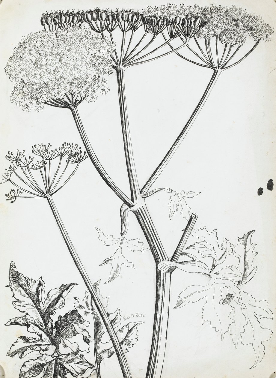 Cow Parsley by Rosalie Brill: Buy fine art print