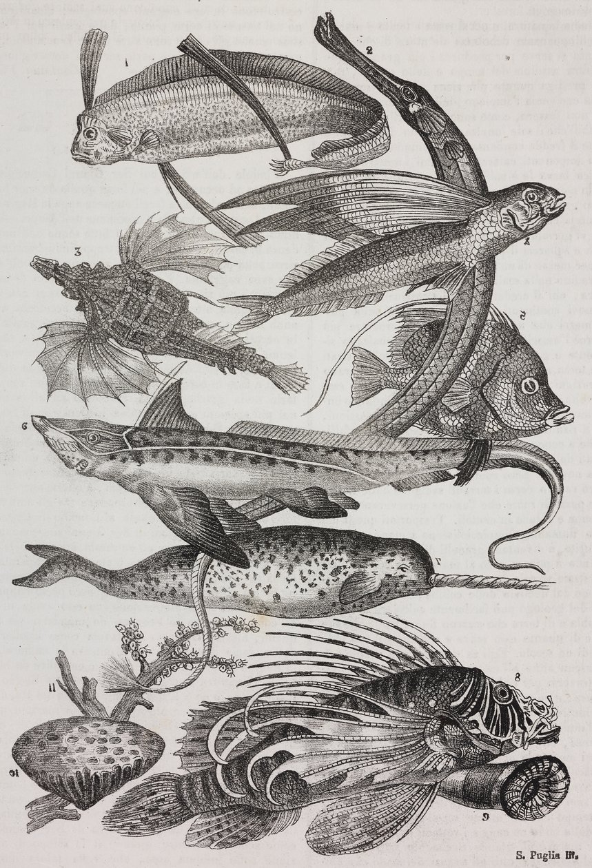 Ocean creatures: 1 Dattiloftera, 2 Syngnathus, 3 Pegasus, 4 Trachypterus, 5 Chaetodon, 6 Rabbit fish, 7 Unicorn (narwhal), 8 Flying Pteroids, 9 Attinia by Salvatore Puglia