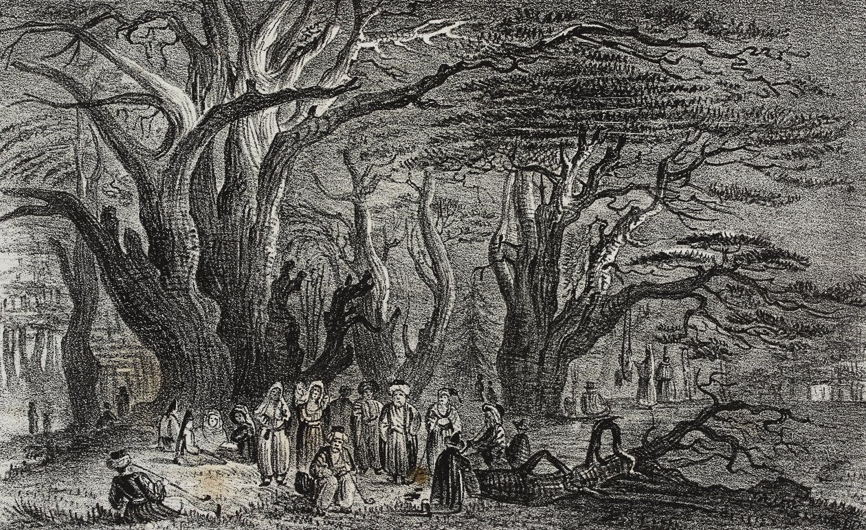 Old cedars of Lebanon in Tyre, Lebanon, lithograph by Salvatore Puglia from Poliorama Pittoresco by Salvatore Puglia
