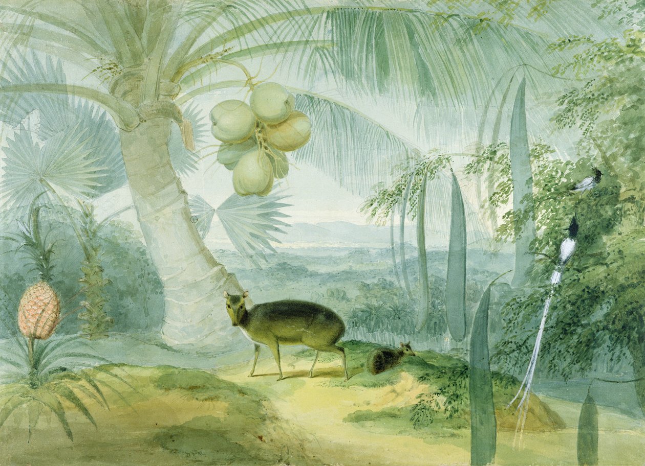 A Landscape in Ceylon, with Barking Deer and Fawn and a pair of Paradise Fly-Catchers, c.1808-11 by Samuel Daniell