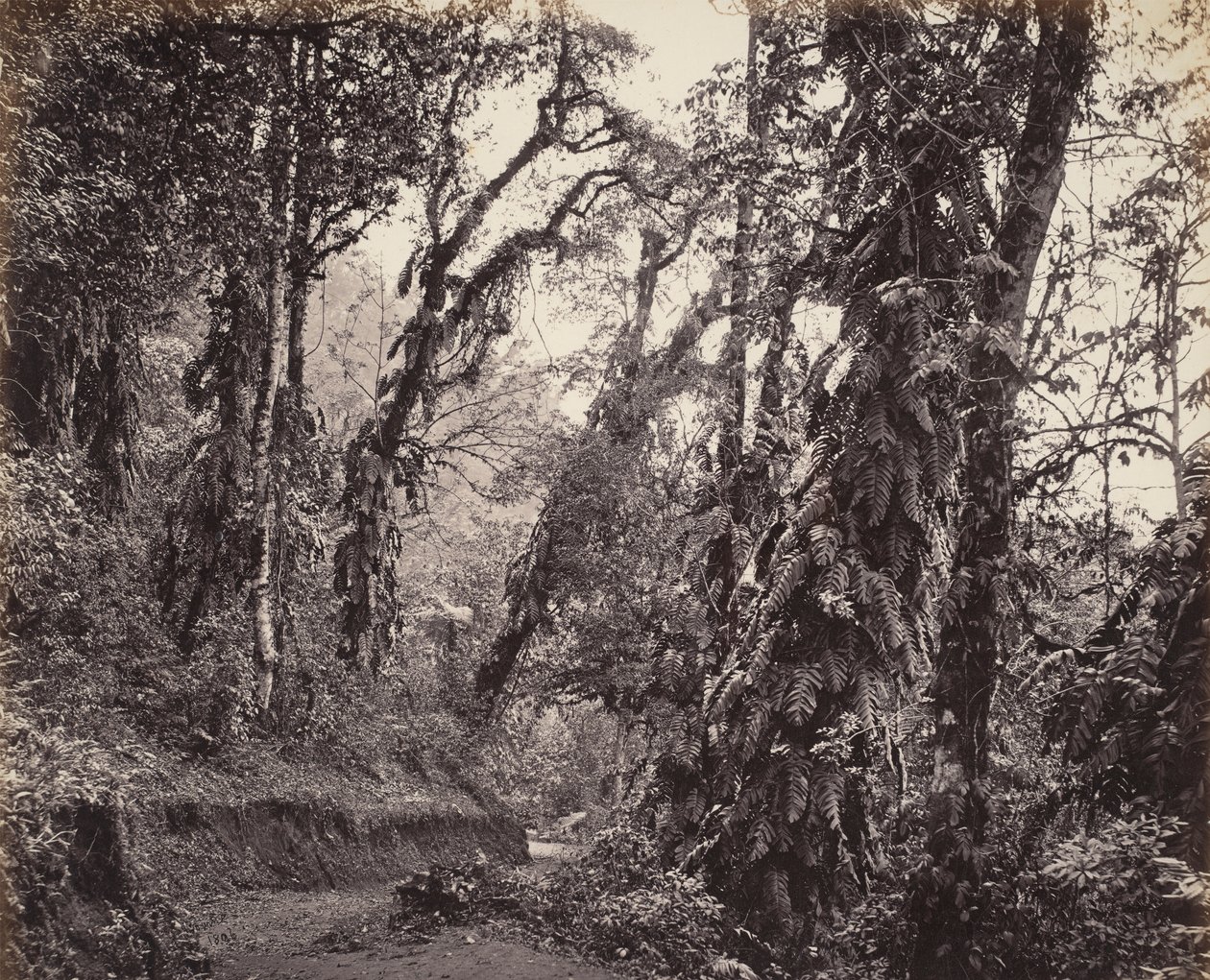 Darjeeling, Forest Scene with Creepers, with the Tukvar Road by Samuel Bourne