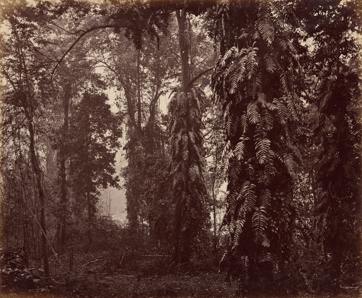 Darjeeling, India by Samuel Bourne