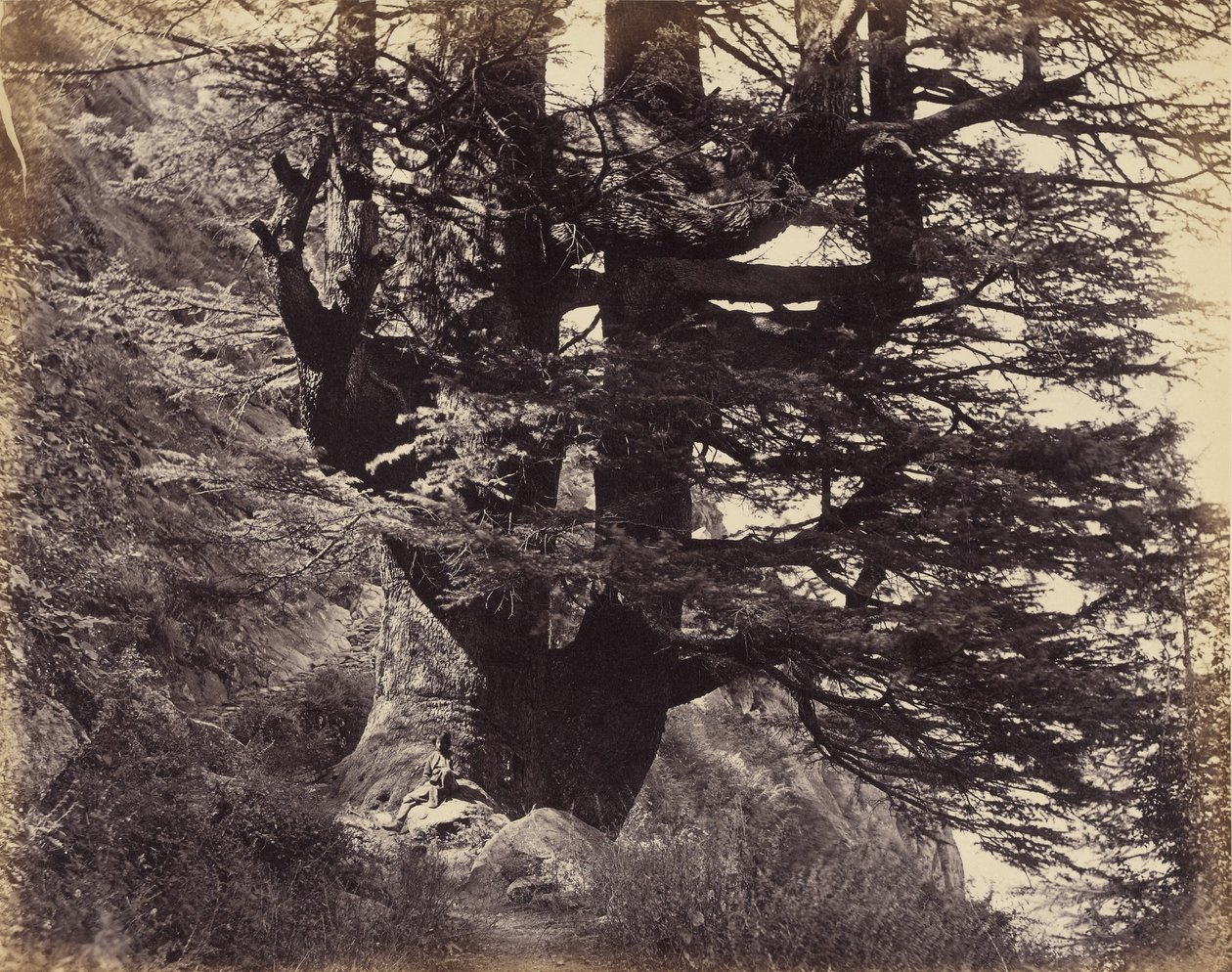 Great Deodar, 42 Feet in Circumference by Samuel Bourne