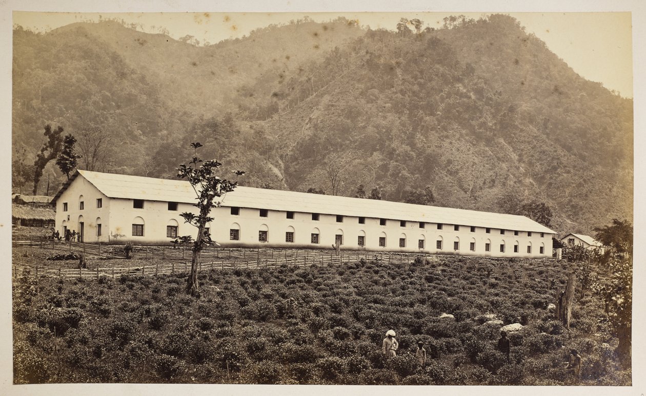 Selim Tea Estate, Darjeeling, the new factory, lower division, from 