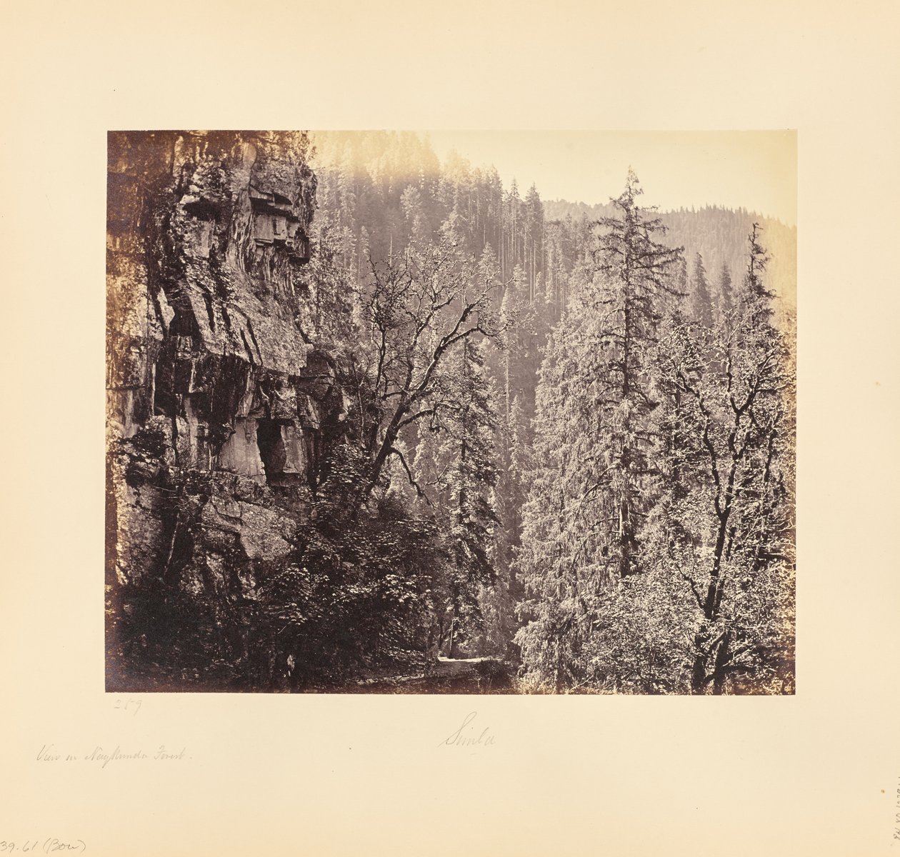 View in the Narkunda Forest by Samuel Bourne