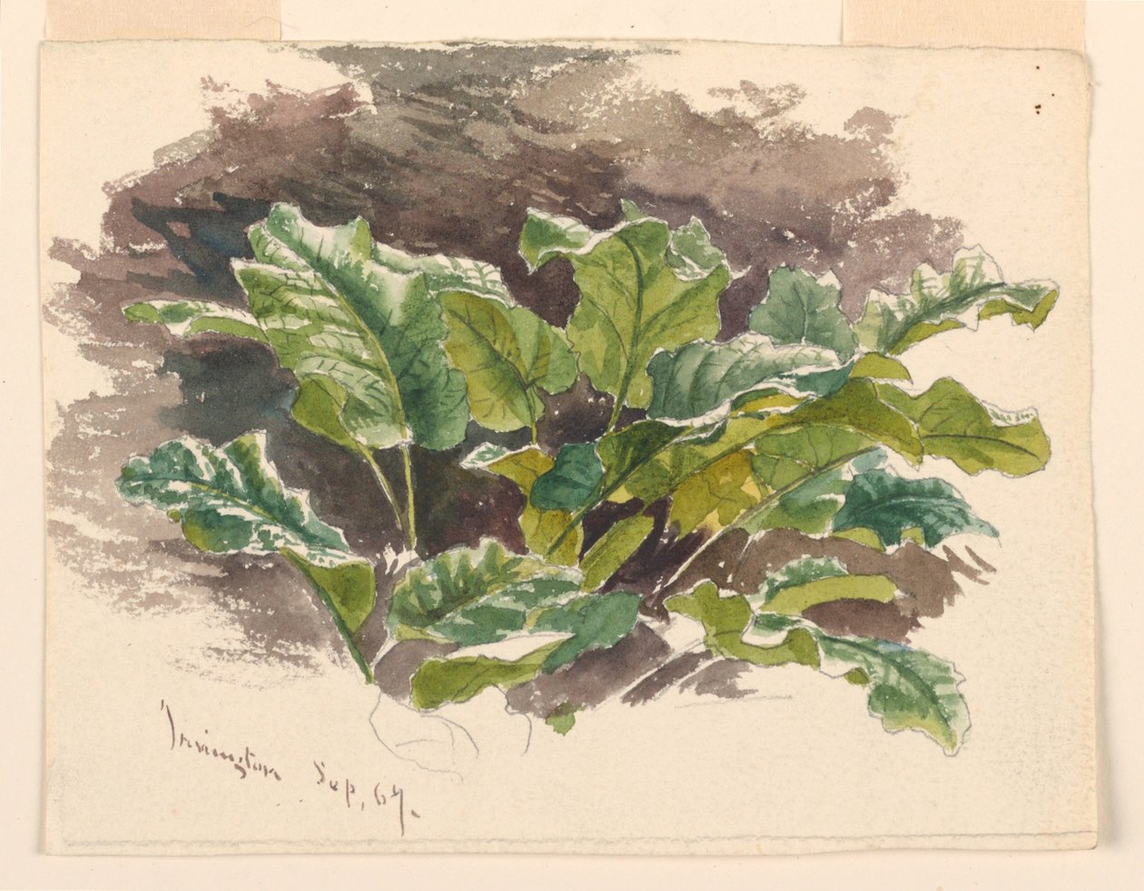 Botanical Study by Samuel Colman
