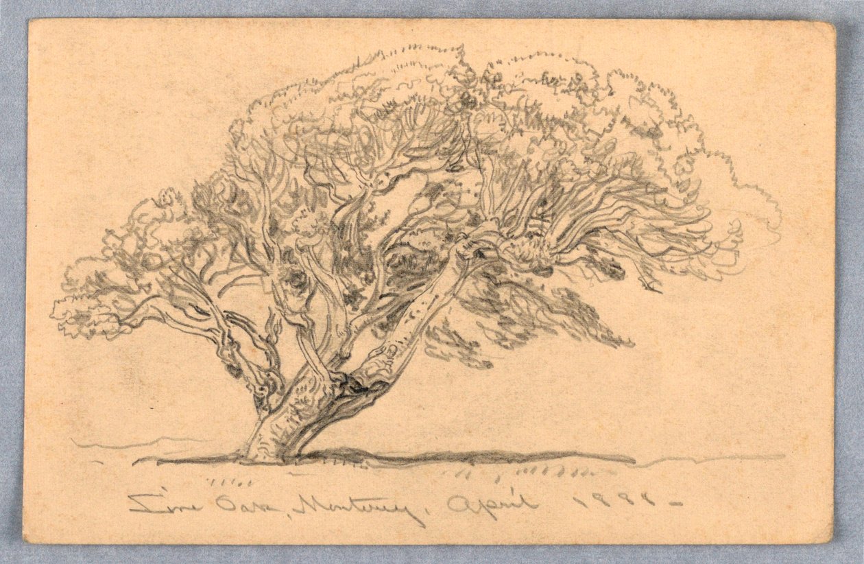 Studies. Trees, Santa Barbara, California, 1888 by Samuel Colman