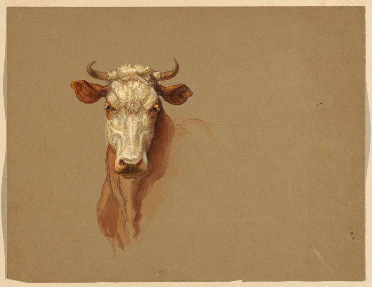 Drawing, Two Studies. Cattle, 1876 by Samuel Colman