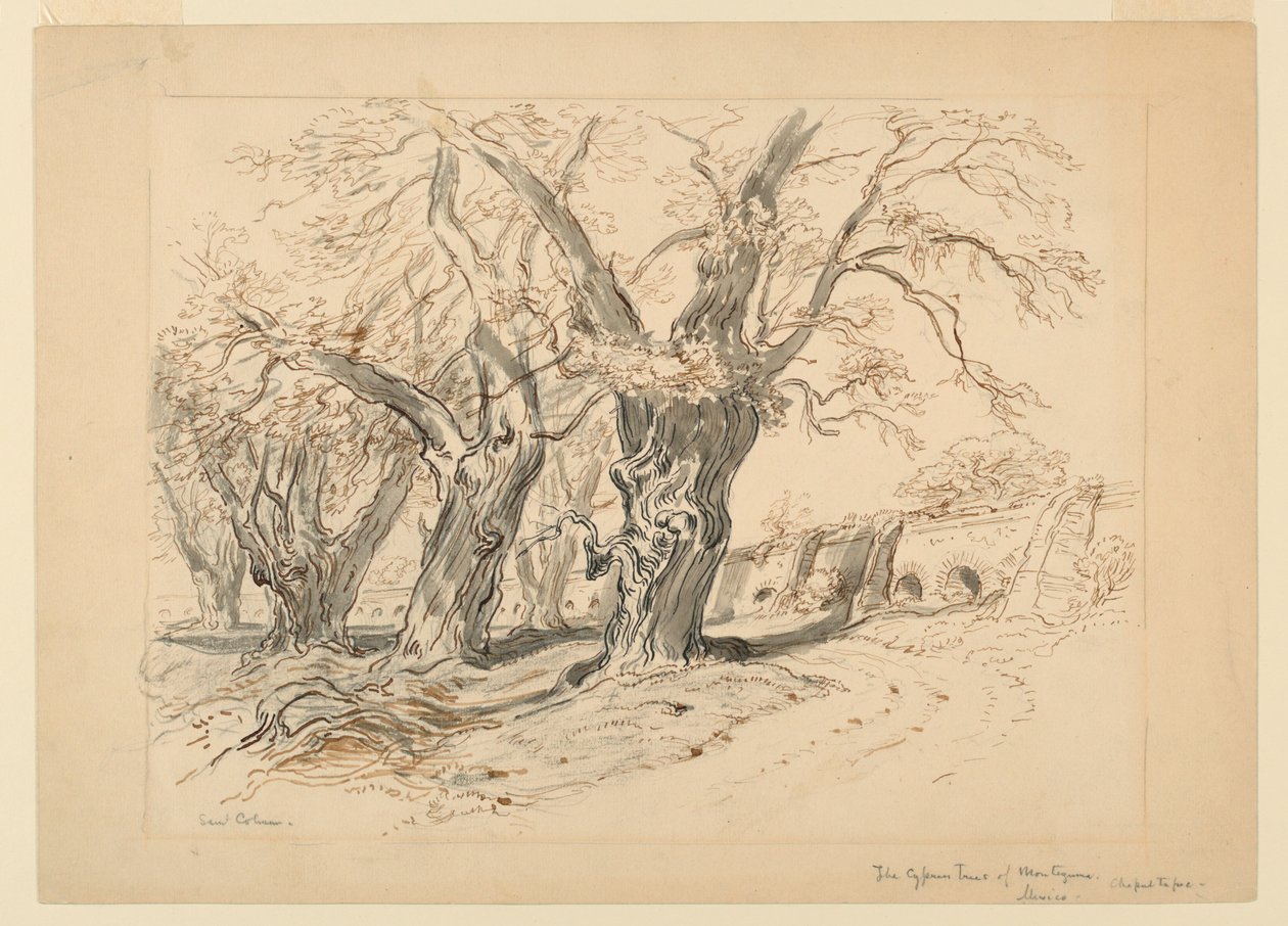 Study for The Cypress Trees of Montezuma, Park of Chapultepec, Mexico by Samuel Colman