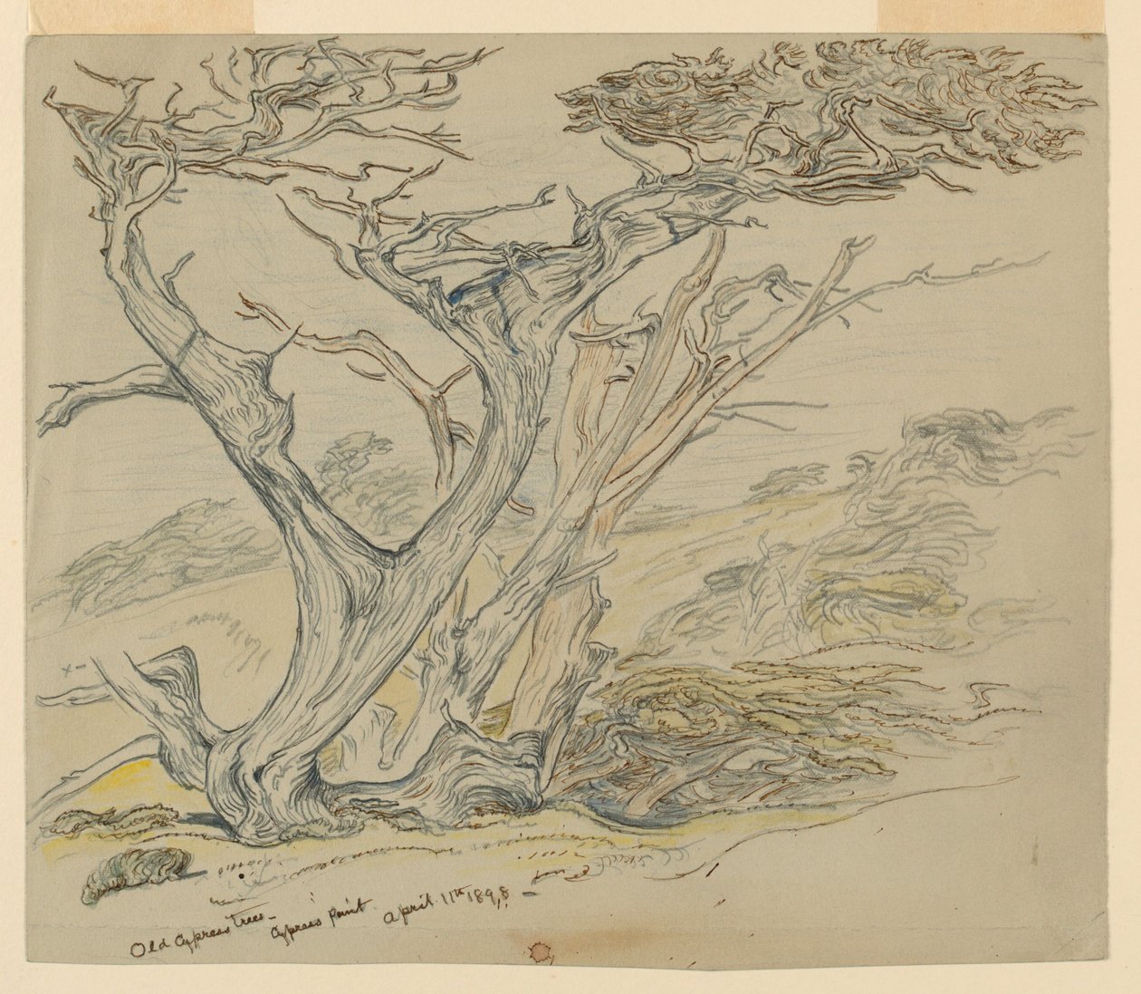 Study of Old Cypress Trees, Cypress Point by Samuel Colman