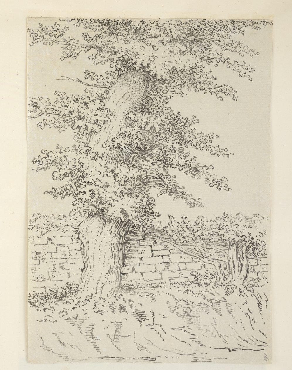 An Elm Tree at Bedminster by Samuel Hieronymous Grimm