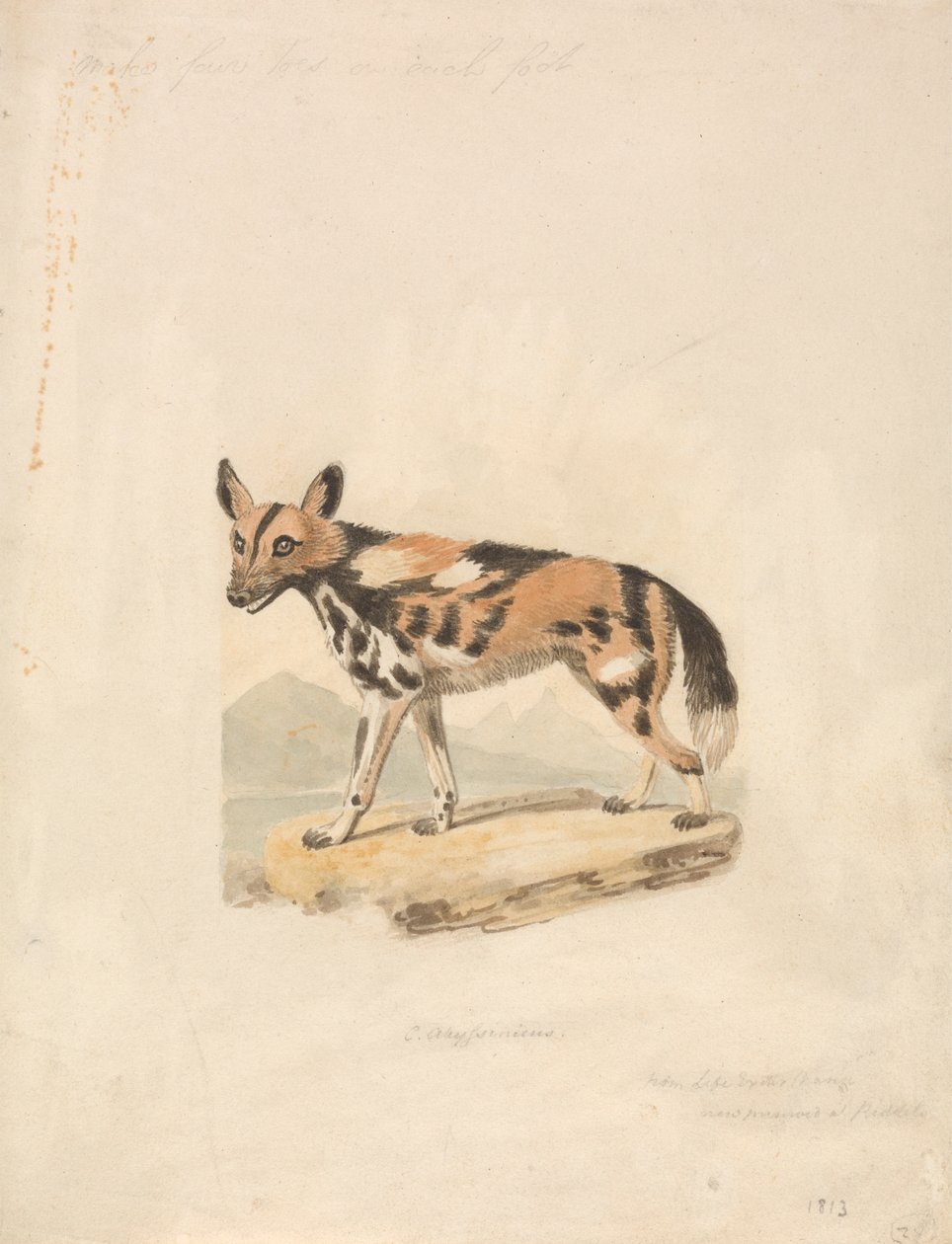 Abyssinian Dog by Samuel Howitt