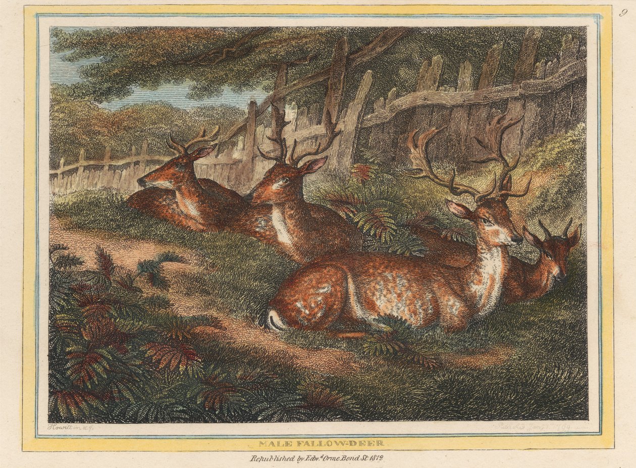 Male Fallow Deer by Samuel Howitt