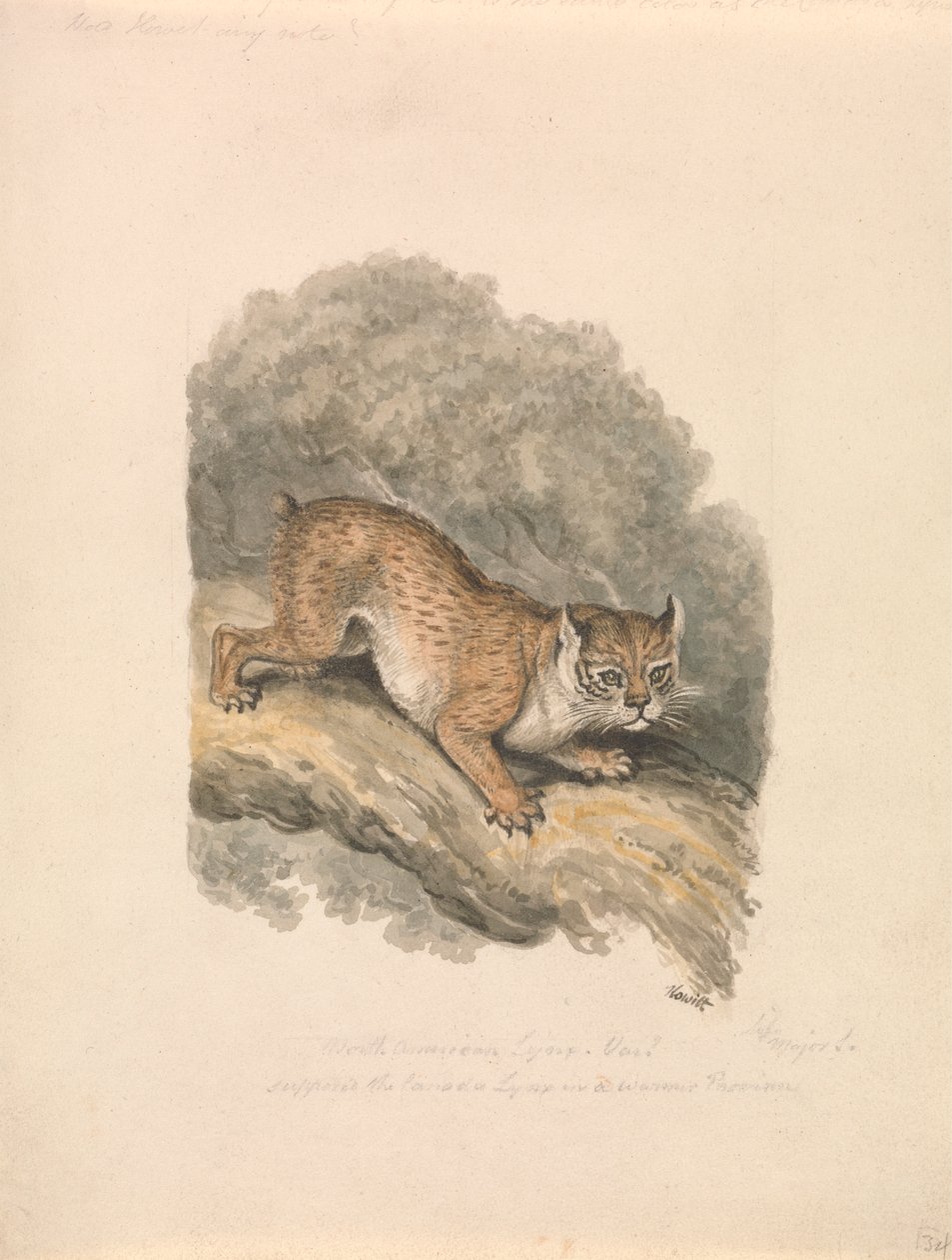 North American Lynx by Samuel Howitt