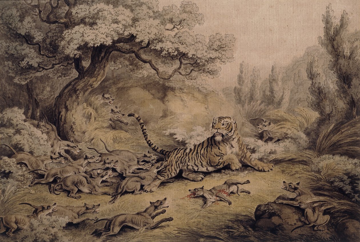 Wild Dogs Attacking a Tiger by Samuel Howitt