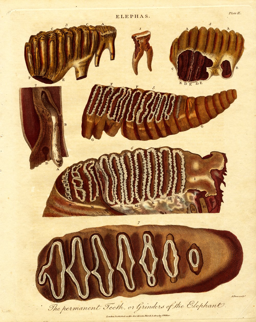 The Permanent Teeth; or Grinders of the Elephant by Samuel John Neele