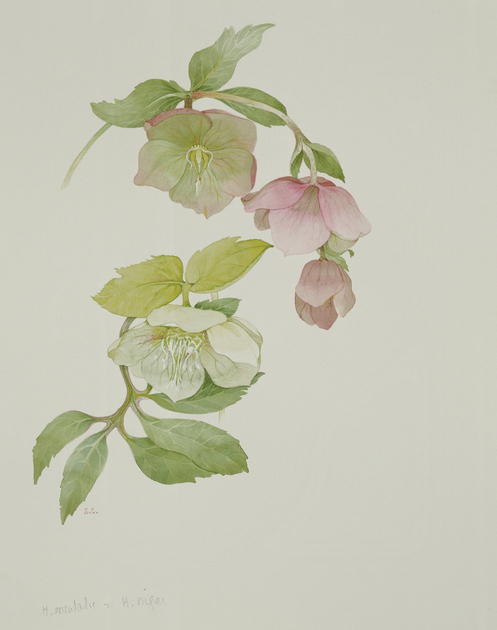 Helleborus Orientalis and Helleborus Niger by Sarah Creswell