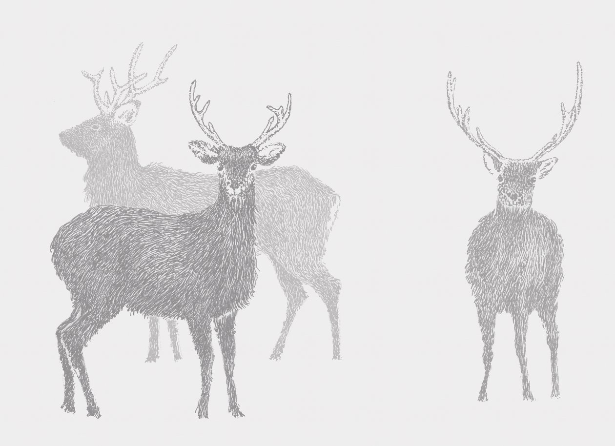 Sika Deer, 2017 by Sarah Hough