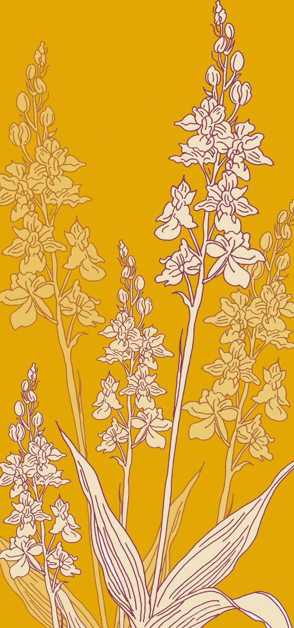 Spider Orchid, 2017 by Sarah Hough