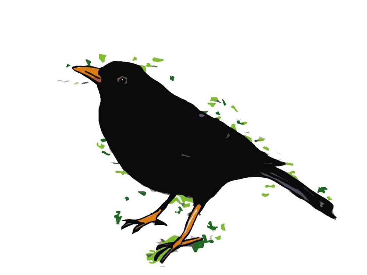 Blackbird by Sarah Thompson Engels