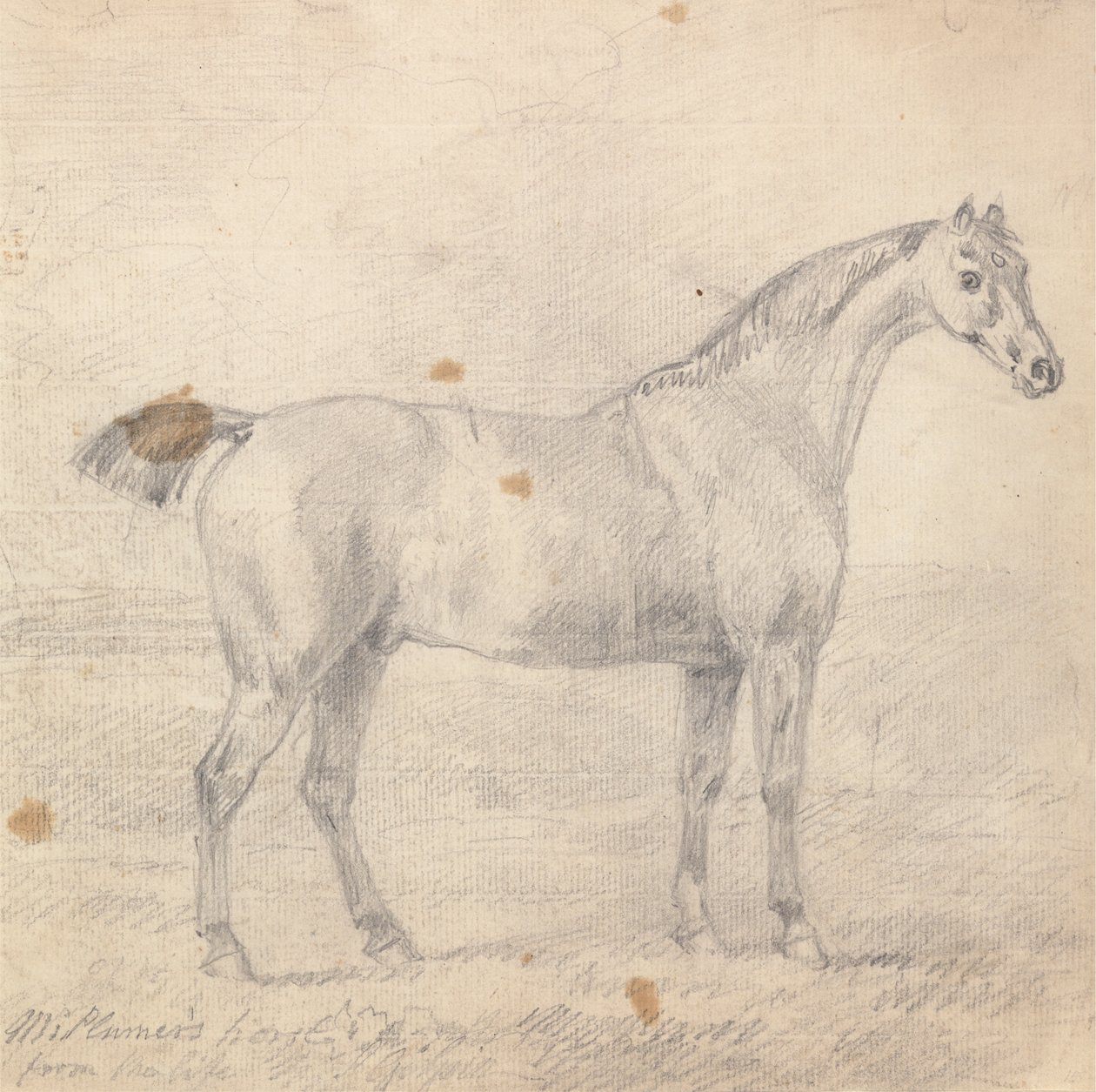 Mr. Plumer's Horse by Sawrey Gilpin: Buy fine art print