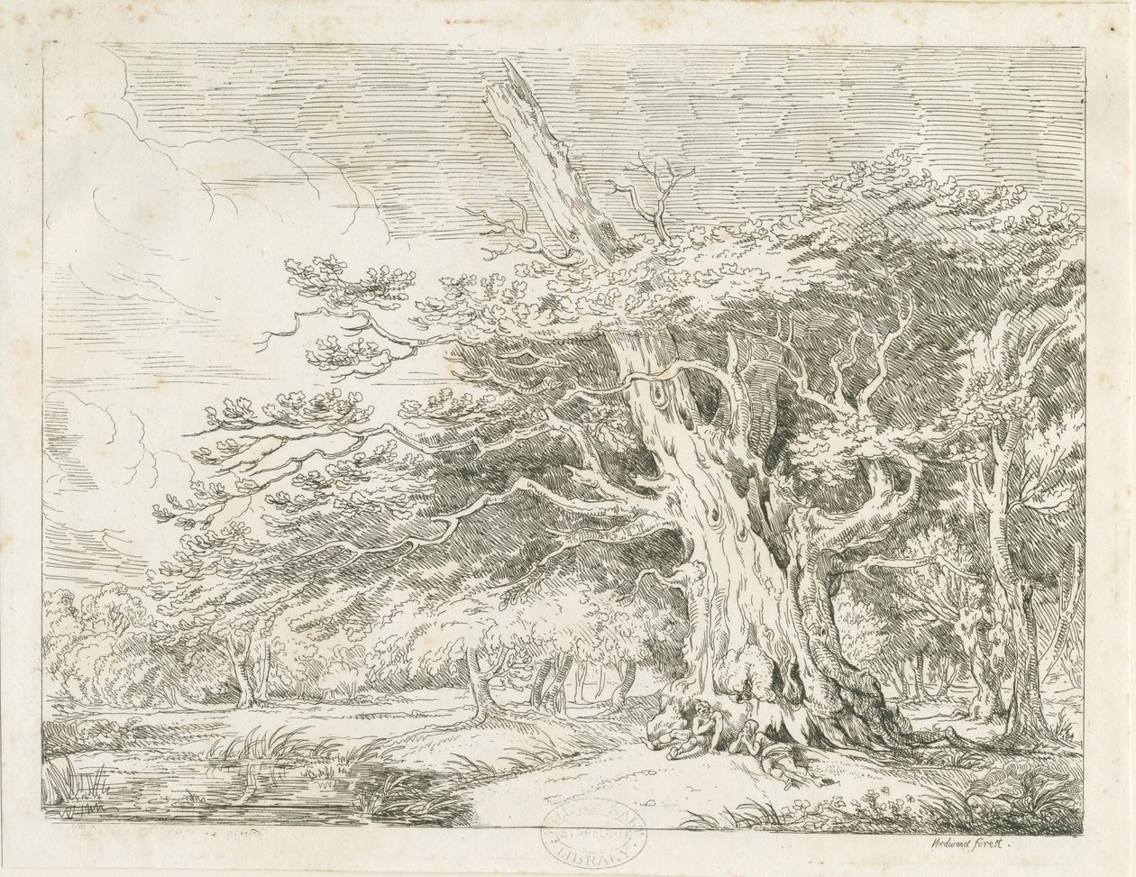 Needwood - Oak tree by School English