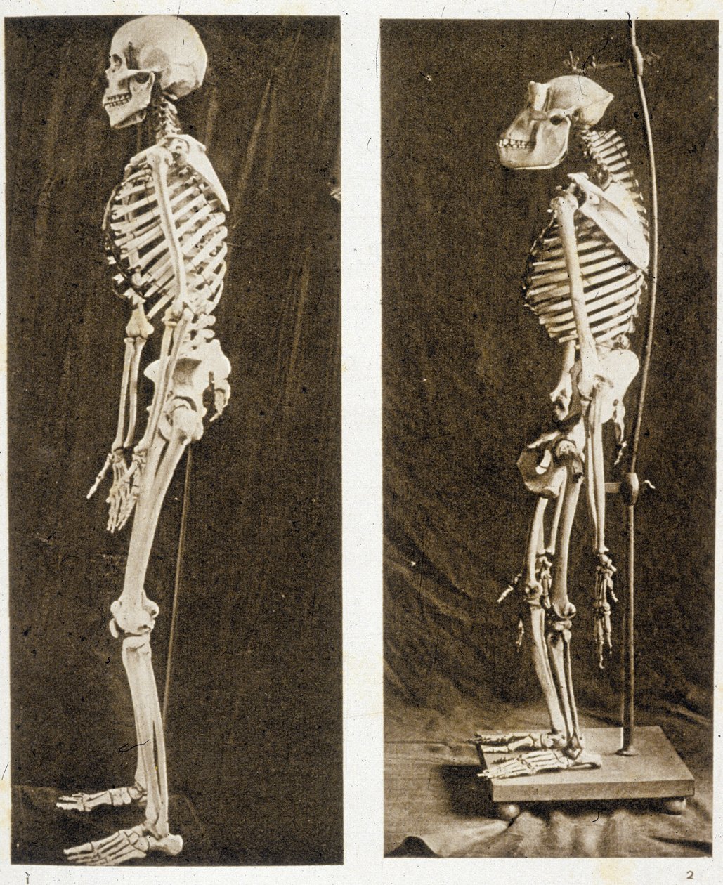 Skeletons of a Human and a Chimpanzee by School French