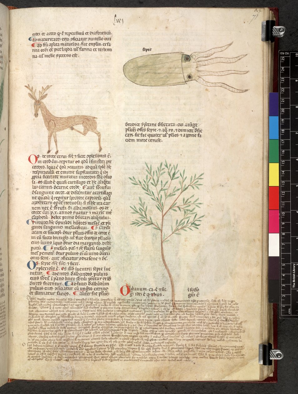 Tractatus de herbis (Herbal) by School Italian