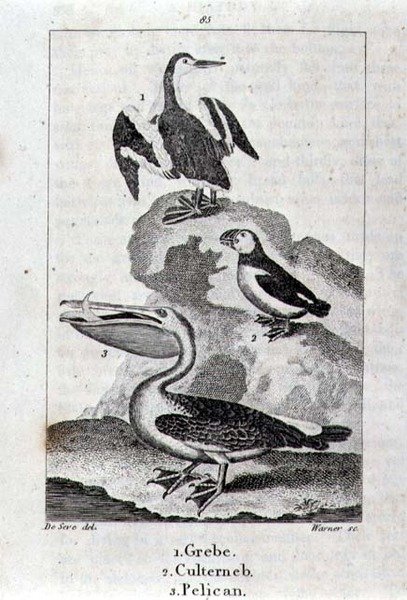 Grebe, Culterneb and Pelican from A History of the Earth and Animated Nature, London 1816 by School Spanish